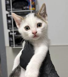 Shelter Stray Male Cat last seen San Diego, CA, 92154, Escondido, CA 92027, USA