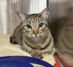 Shelter Stray Female Cat last seen PORTLAND, OR, 97236, 1700 W Historic Columbia River Hwy, Troutdale, OR 97060, USA