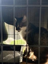 Found/Stray Unknown Cat last seen Moore road, Lebanon, PA 17046