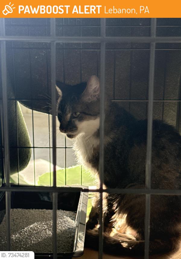 Found/Stray Unknown Cat last seen Moore road, Lebanon, PA 17046