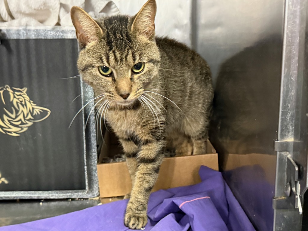Shelter Stray Male Cat last seen Apt 2D,3544 Wayne Avenue, BRONX, NY, 10467, 326 E 110th St, New York, NY 10029, USA