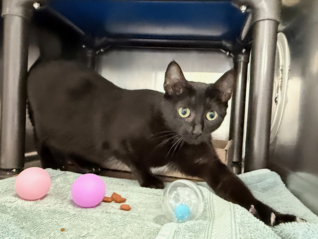 Shelter Stray Female Cat last seen Apt 6B,1305 Morris Avenue, BRONX, NY, 10456, 326 E 110th St, New York, NY 10029, USA