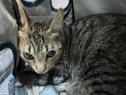 Shelter Stray Female Cat last seen in basement of 1271 Havermeyer Avenue, BRONX, NY, 10462, 326 E 110th St, New York, NY 10029, USA