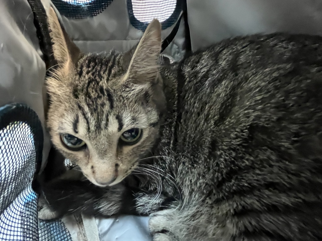 Shelter Stray Female Cat last seen in basement of 1271 Havermeyer Avenue, BRONX, NY, 10462, 326 E 110th St, New York, NY 10029, USA