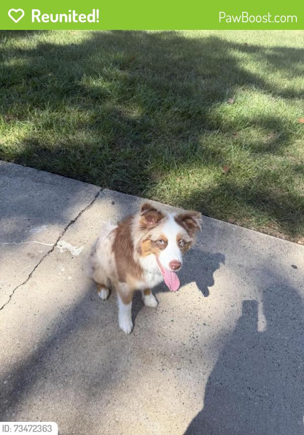 Reunited Male Dog last seen Near Ranch Dr, High Point, NC 27263