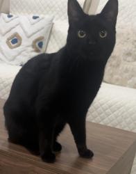 Reunited Female Cat last seen Quarry Drive, Stokes ct, Fayetteville, NC 28303