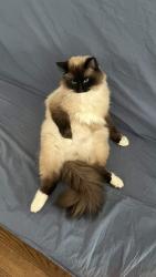 Lost Male Cat last seen Avenue Road - Lawrence Avenue West, around Havergal All Girls School, Toronto, ON M5N 2W3