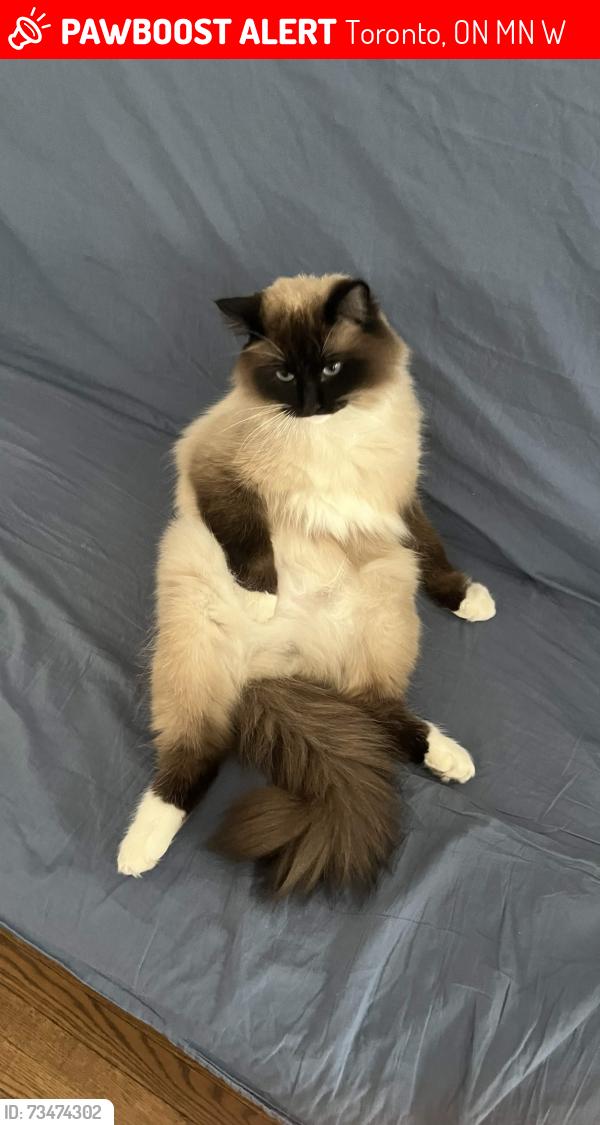 Lost Male Cat last seen Avenue Road - Lawrence Avenue West, around Havergal All Girls School, Toronto, ON M5N 2W3
