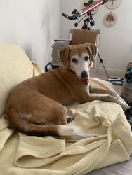 Reunited Female Dog last seen Near John Jones Rd, Bahama, NC 27503, USA, Bahama, NC 27503