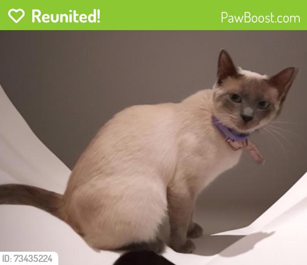 Reunited Female Cat last seen Shilo Valley Eementary/ Indian trail valley church/Rodgers Rd, Monroe, NC 28110