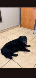 Reunited Male Dog last seen Near East Cozy, Springfield, MO 65804