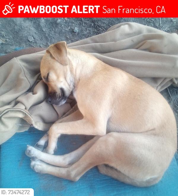 Lost Male Dog last seen Van Ness & Ellis, San Francisco, CA 94109
