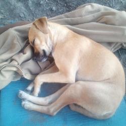 Lost Male Dog last seen Van Ness & Ellis, San Francisco, CA 94109