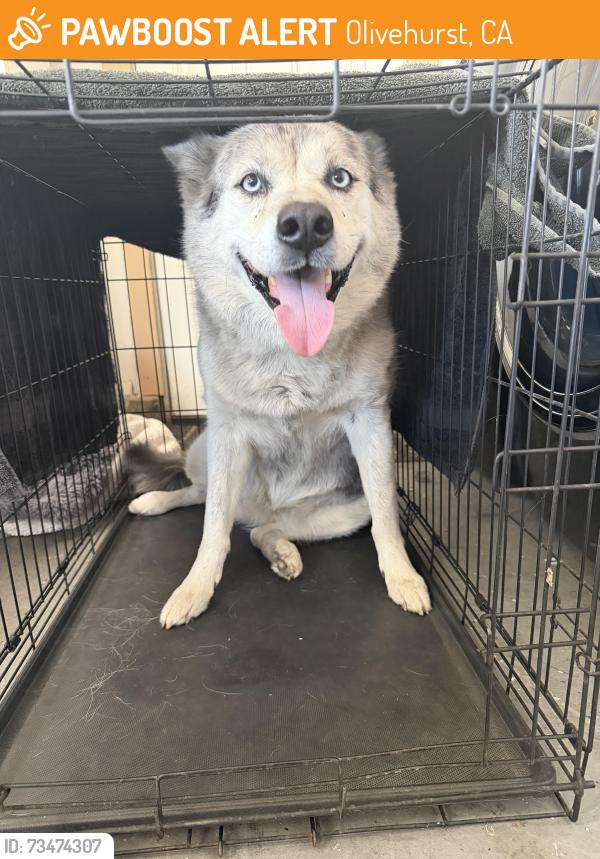 Found/Stray Female Dog last seen Roundabout, Olivehurst, CA 95901