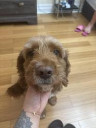 Reunited Male Dog last seen Near Cactus Cres, Hamilton, ON L8J 0M4