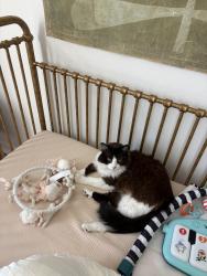 Reunited Female Cat last seen Quito, Camarillo, CA 93012