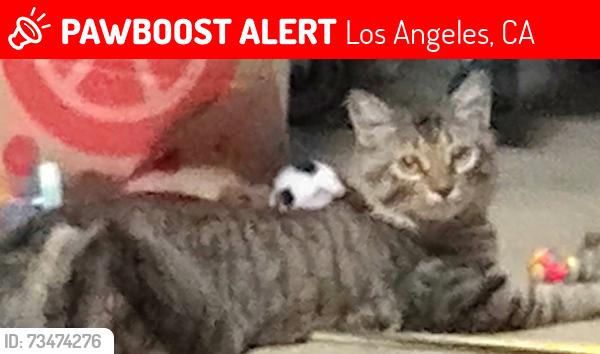 Lost Male Cat last seen Apperson and Plainview, Los Angeles, CA 91042