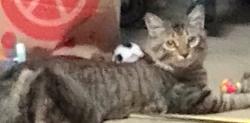 Lost Male Cat last seen Apperson and Plainview, Los Angeles, CA 91042