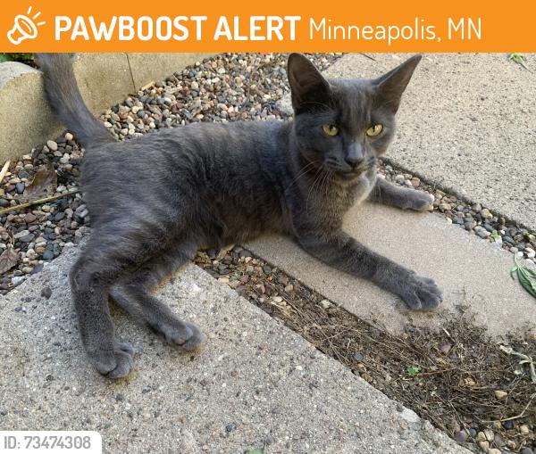 Found/Stray Female Cat last seen 47th and Portland Ave. Mpls, Minneapolis, MN 55419