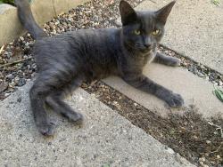 Found/Stray Female Cat last seen 47th and Portland Ave. Mpls, Minneapolis, MN 55419