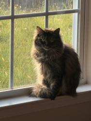 Lost Female Cat last seen Near flowering path ln and Qual oak drive, Greensboro, NC 27405
