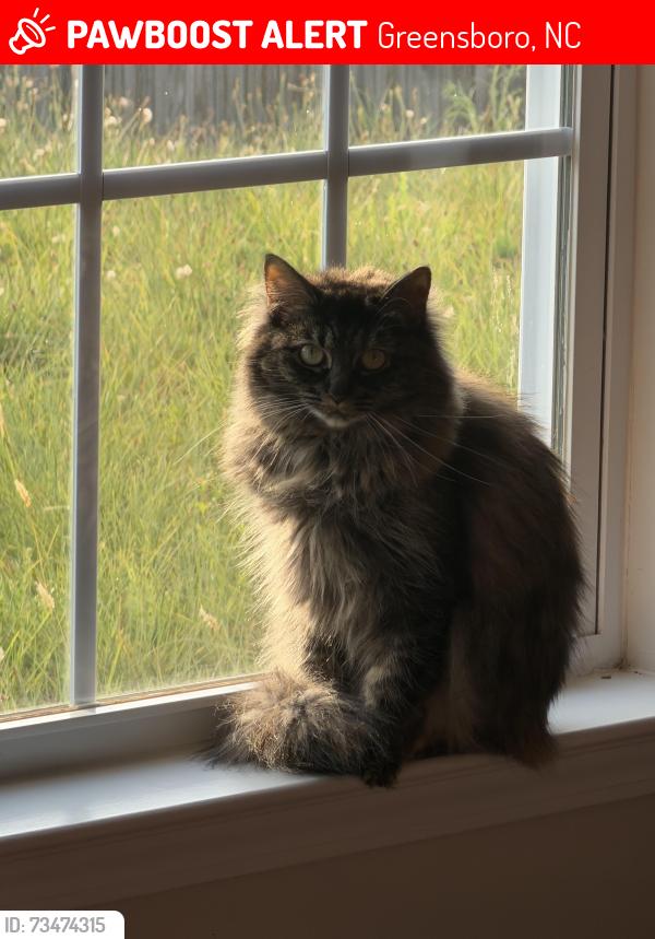 Lost Female Cat last seen Near flowering path ln and Qual oak drive, Greensboro, NC 27405