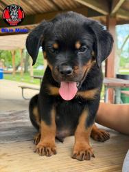 Lost Male Dog last seen Near off track betting and pop’s parking lot BP gas station, St. Louis, MO 63103