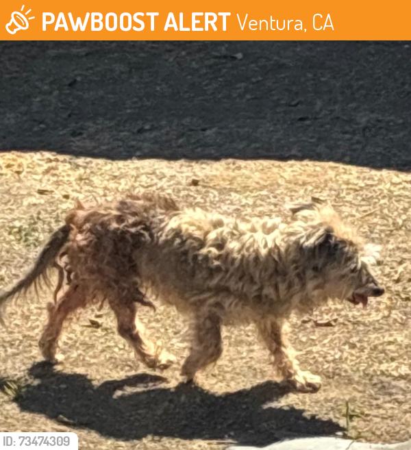 Found/Stray Male Dog last seen Victoria & Telegraph, Ventura, CA, Ventura, CA 93003