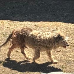 Found/Stray Male Dog last seen Victoria & Telegraph, Ventura, CA, Ventura, CA 93003