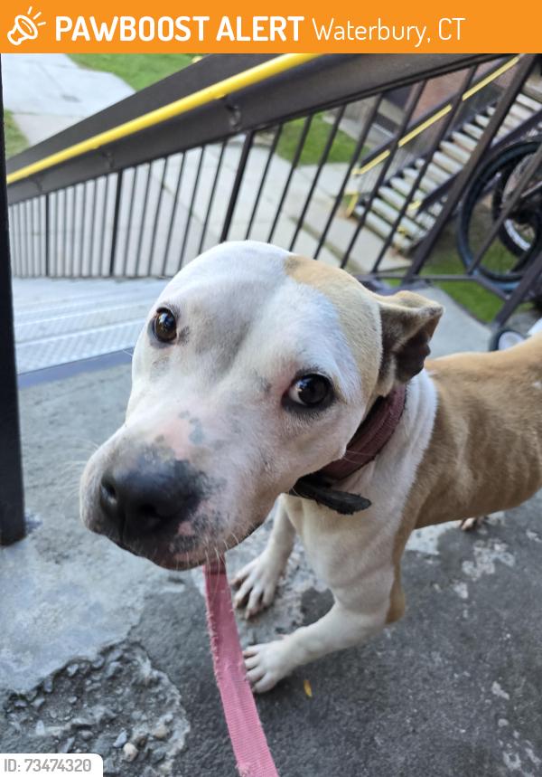 Found/Stray Female Dog last seen Long hill and berkeley heights, Waterbury, CT 06704