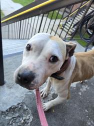 Found/Stray Female Dog last seen Long hill and berkeley heights, Waterbury, CT 06704