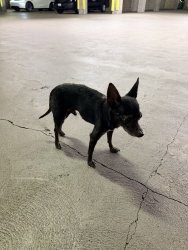 Found/Stray Male Dog last seen Near Pacific Coast Highway, Huntington Beach, CA 92648