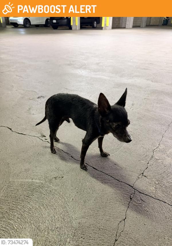 Found/Stray Male Dog last seen Near Pacific Coast Highway, Huntington Beach, CA 92648