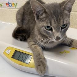 Shelter Stray Female Cat last seen , 2350 Appling City Cove, Memphis, TN 38133, USA