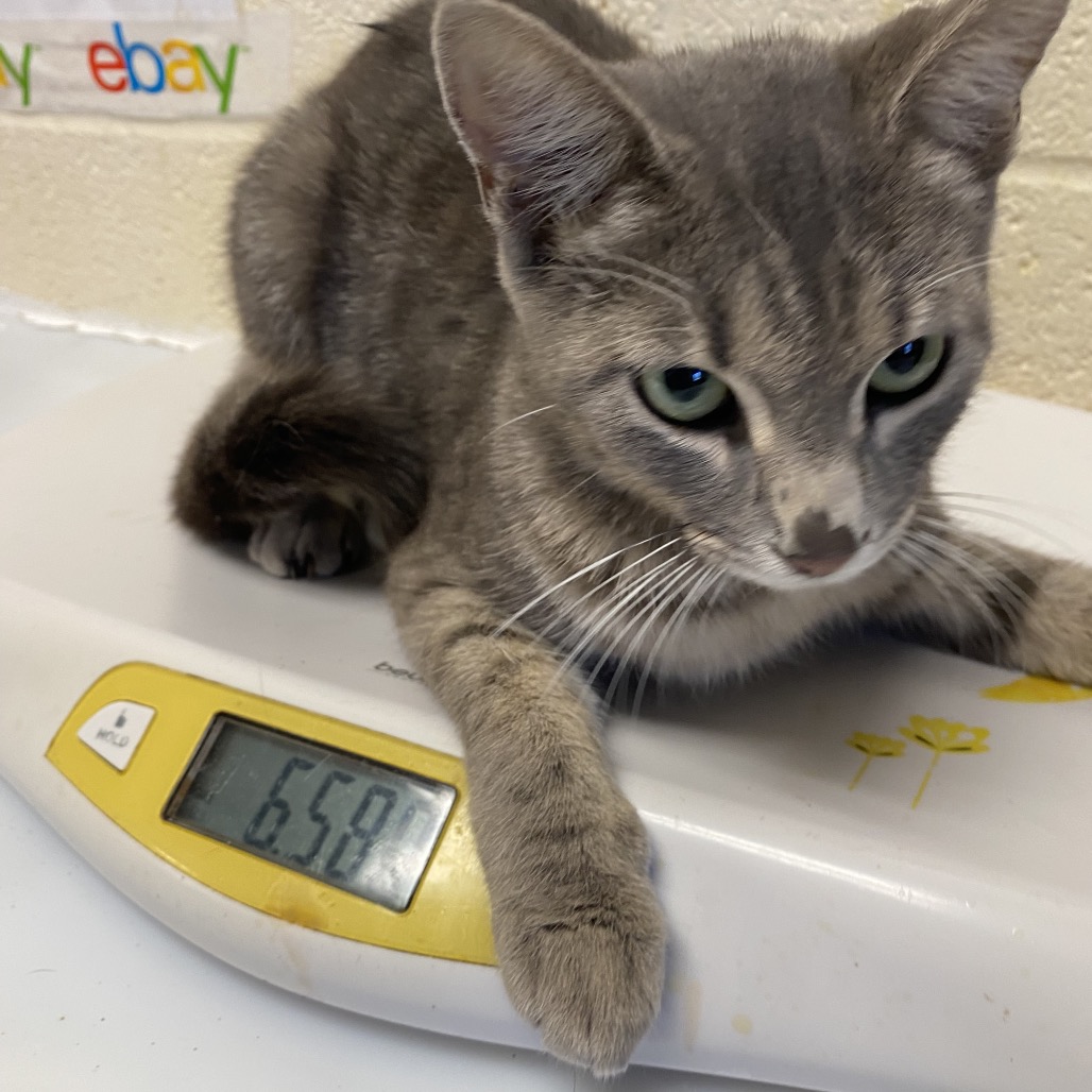 Shelter Stray Female Cat last seen , 2350 Appling City Cove, Memphis, TN 38133, USA