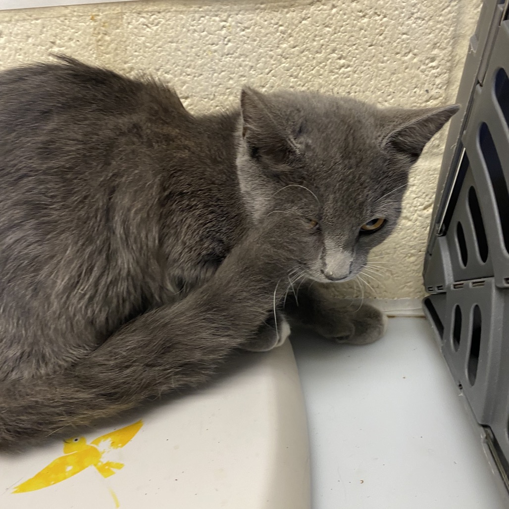 Shelter Stray Female Cat last seen , 2350 Appling City Cove, Memphis, TN 38133, USA