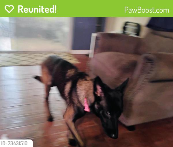 Reunited Female Dog last seen Curry Ford/ Chickasaw Tr, Orlando, FL 32829