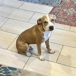 Shelter Stray Female Dog last seen , 2350 Appling City Cove, Memphis, TN 38133, USA