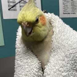 Shelter Stray Unknown Other last seen , 3607 N Armenia Ave, Tampa, FL 33607, USA