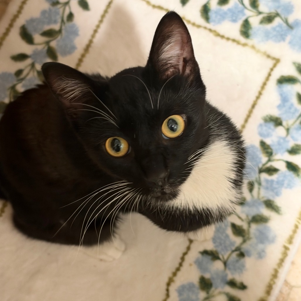 Shelter Stray Male Cat last seen , 361 S Raymond Ave, Pasadena, CA 91105, USA