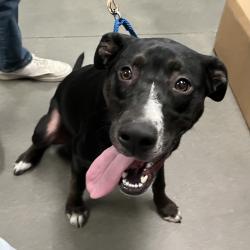 Shelter Stray Female Dog last seen , 4575 E Mesquite Ave, Palm Springs, CA 92264, USA