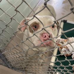 Shelter Stray Male Dog last seen , 1244 N Delsea Dr, Vineland, NJ 08360, USA