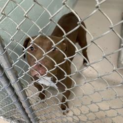 Shelter Stray Male Dog last seen , 1244 N Delsea Dr, Vineland, NJ 08360, USA