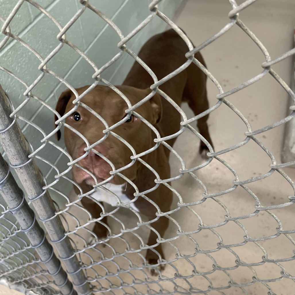 Shelter Stray Male Dog last seen , 1244 N Delsea Dr, Vineland, NJ 08360, USA