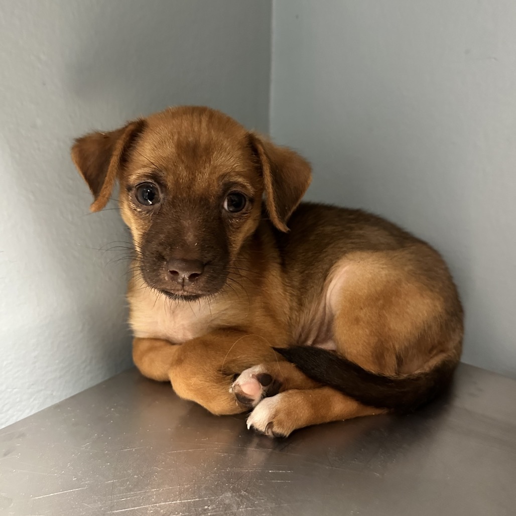 Shelter Stray Female Dog last seen , 4500 N Access Rd, Chattanooga, TN 37415, USA
