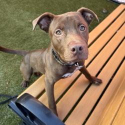 Shelter Stray Male Dog last seen , Animal Care & Control Team of Philly, 111 W Hunting Park Ave, Philadelphia, PA 19140, USA