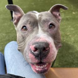 Shelter Stray Male Dog last seen , Animal Care & Control Team of Philly, 111 W Hunting Park Ave, Philadelphia, PA 19140, USA