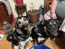 Reunited Female Dog last seen County Glen, Leander, TX 78641