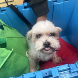 Shelter Stray Male Dog last seen , Animal Care & Control Team of Philly, 111 W Hunting Park Ave, Philadelphia, PA 19140, USA