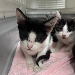 Shelter Stray Unknown Cat last seen , Animal Care & Control Team of Philly, 111 W Hunting Park Ave, Philadelphia, PA 19140, USA